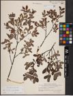 Foto von Salix aurita L. x Salix myrtilloides L.